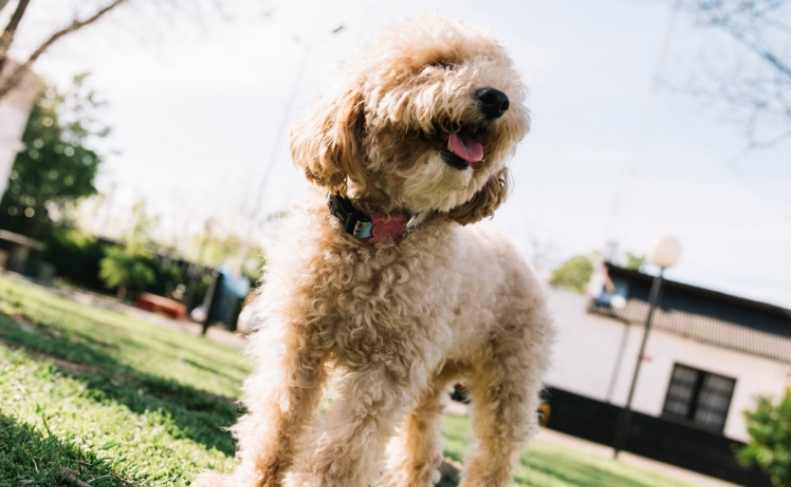 Tedy Poodle
